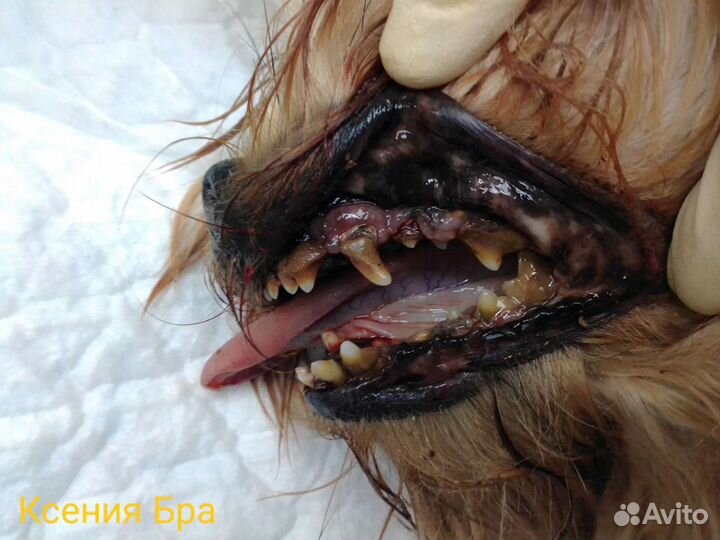 Ветеринарный врач. Вызов на дом