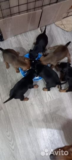 Щенки цвергпинчера (минидоберман)