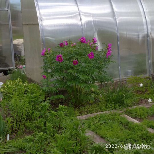 Многолетники