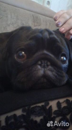 Чёрный мопс кобель для вязки