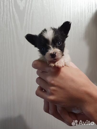 Щенки папийона к резерву