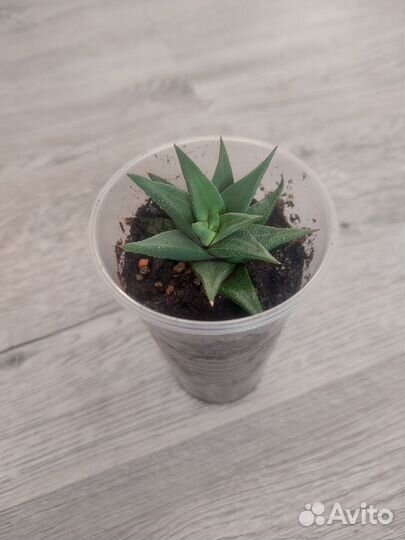 Хавортия Суккуленты