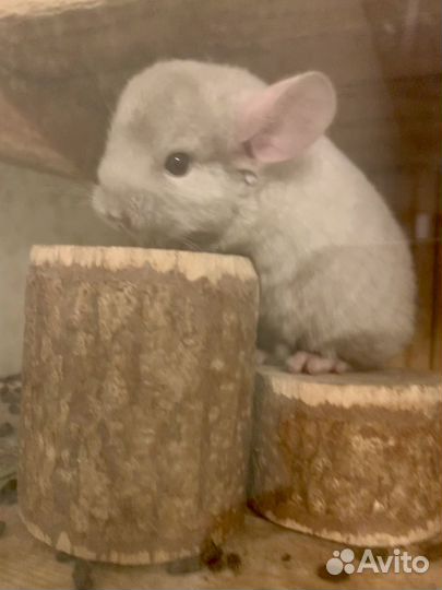 Щенок шиншиллы