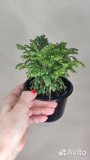 Селагинела