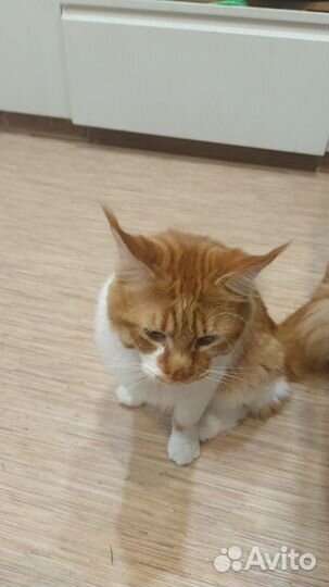 Мейн-кун полидакт вязка