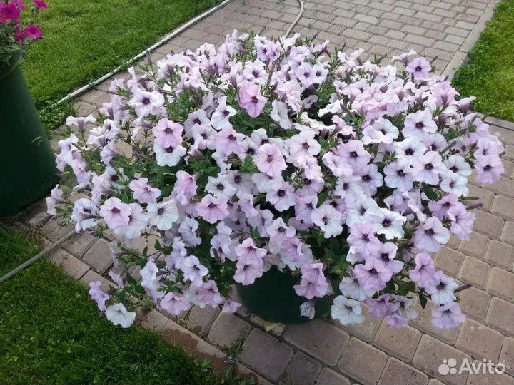 Петуния ампельная