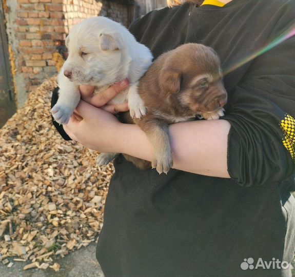 Собака в добрые руки отдам бесплатно