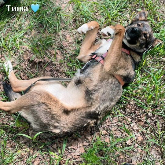 Небольшая собачка из приюта