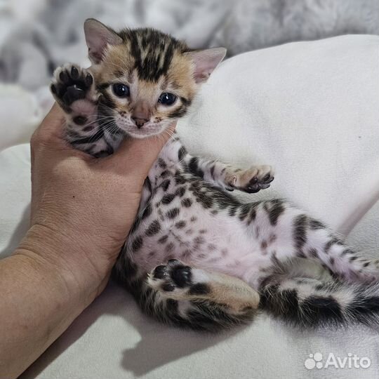 Бенгальская девочка