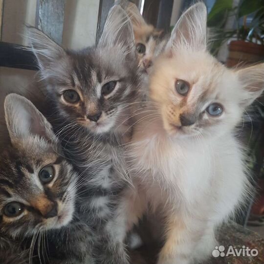 Котики и кошечки в добрые руки