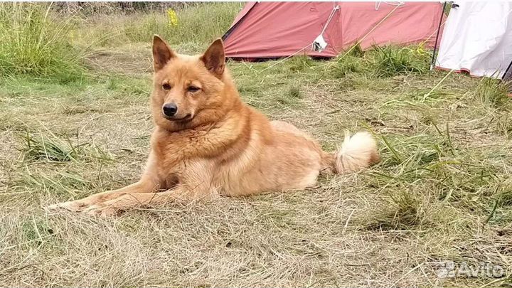Передержка собак в домашних условиях