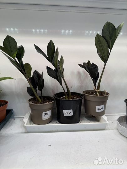 Замиокулькас равен