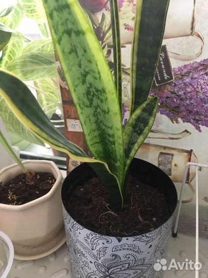 Сансевиерия