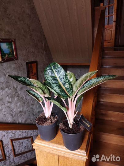 Аглаонема чарта Монгол