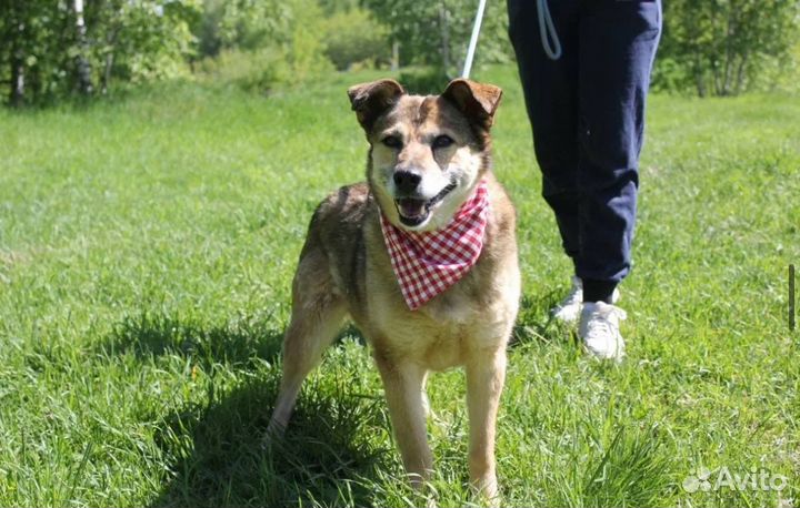 Сладкая собачка Груша небольшая в дом