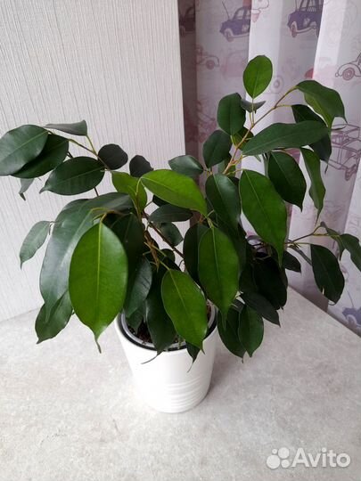 Фикус бенджамина