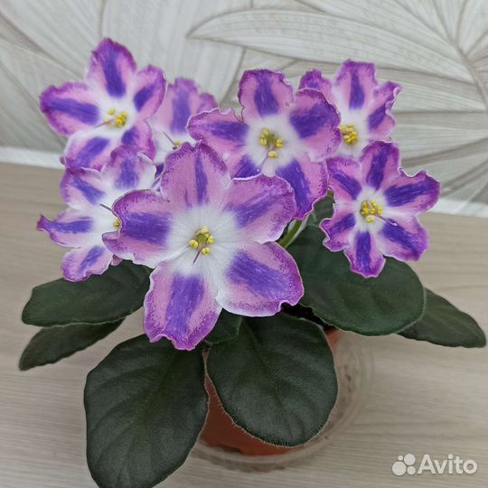 Пасынки фиалок-химер