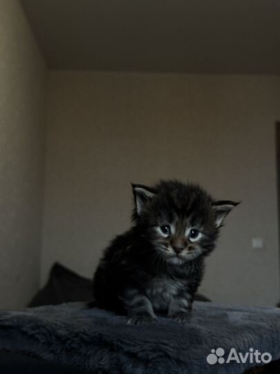 Котята мейн-кун