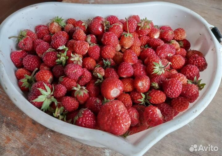 Саженцы виктории