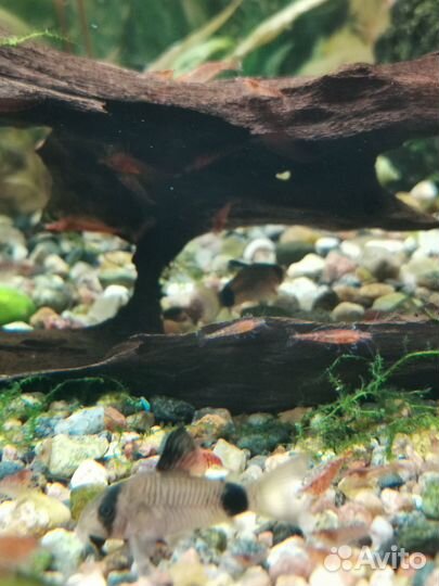 Креветки вишня