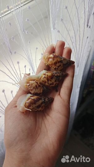 Улитки ахатины бесплатно