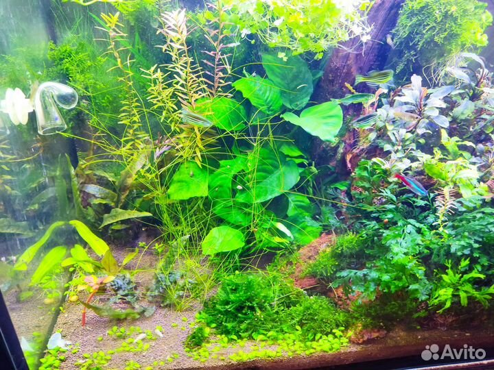 Аквариумные растения
