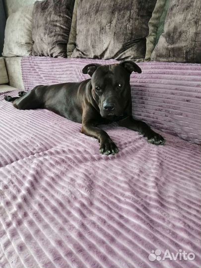 Питбуль вязка