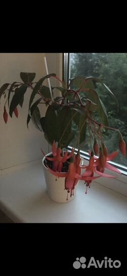 Фуксия General Monk Rot Blau(продажа или обмен)