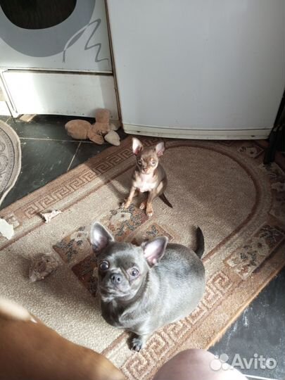 Мини девочка той-терьер