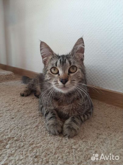 Юная кошечка Мэри хочет домой