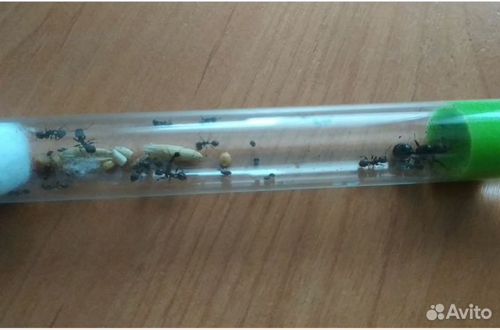 Муравьи, формикарии