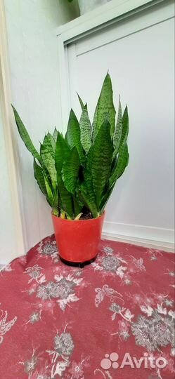 Сансевиерия