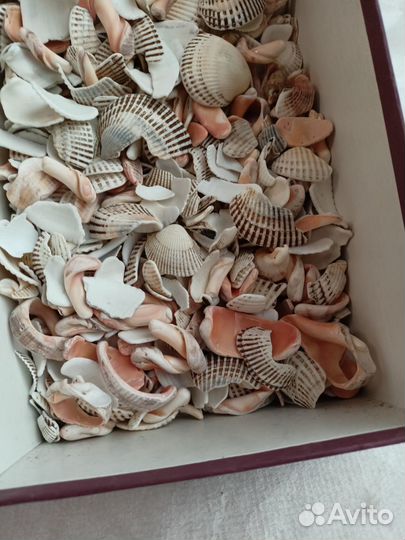 Морские камни и ракушки