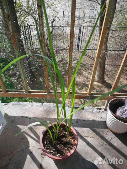 Финиковое дерево