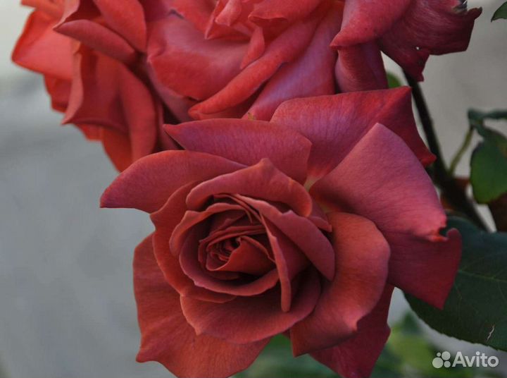 Японские розы саженцы