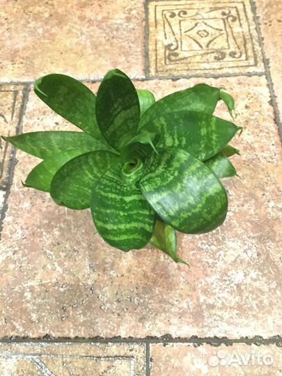 Сансевиерия ханни комнатные цветы