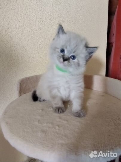 Невские котята
