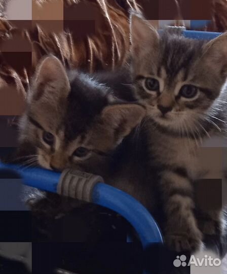 Кошки мейн-кун
