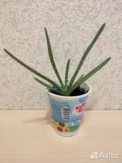 Растения комнатные