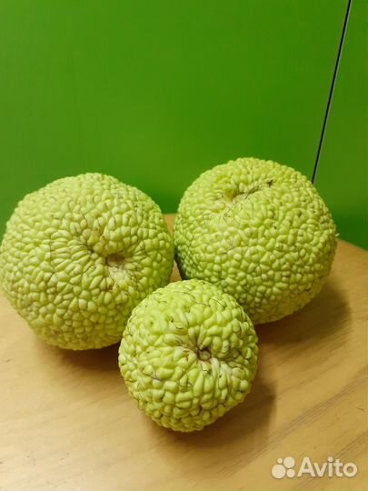 Адамово яблоко