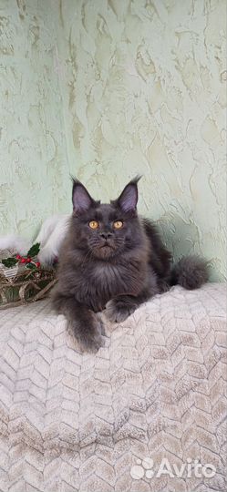 Мейн-кун мальчики