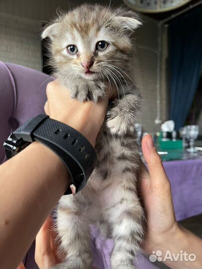 Котята