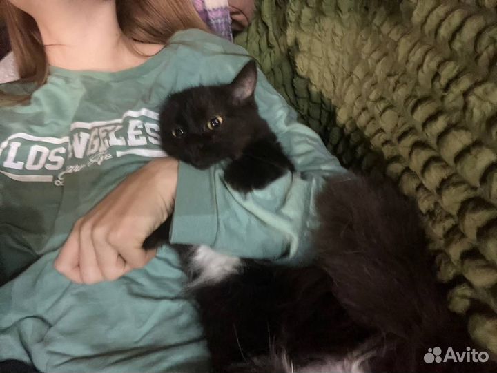 Кошка
