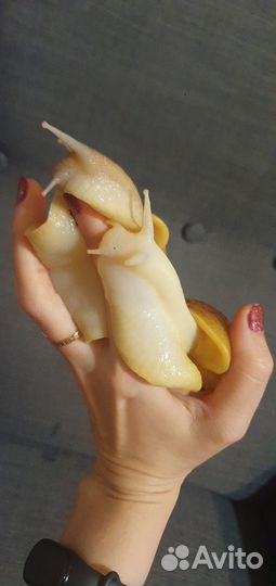 Улитки ахатины ретикулята