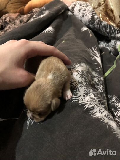 Щенки чихуахуа