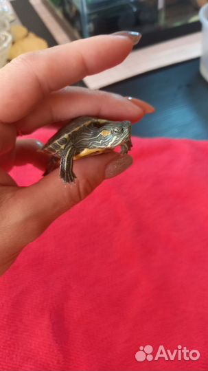 Красноухая черепашка