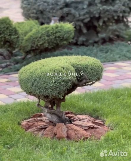 Кора сосновая