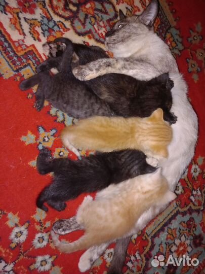 Кошка в дар бесплатно