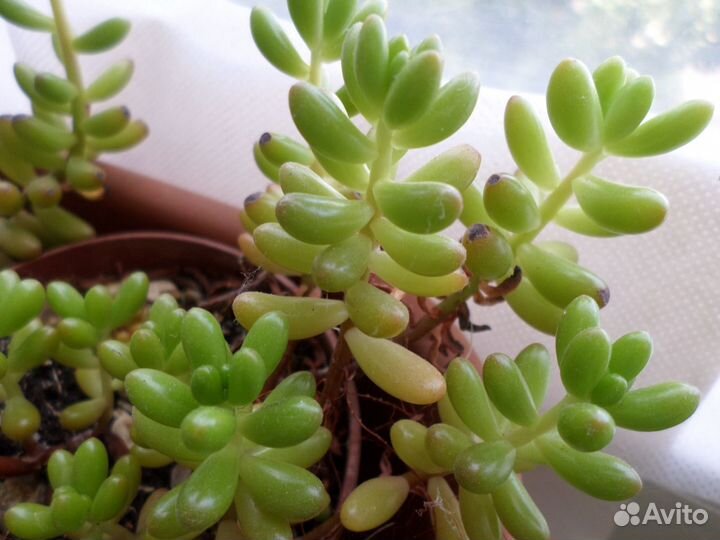 Суккуленты