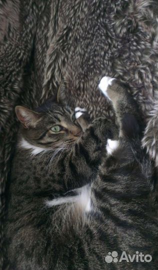 Передержка кошек на дому, у нас как дома